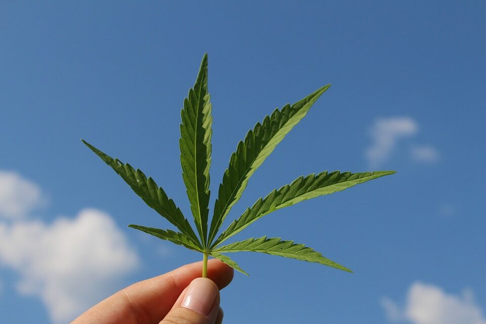 Få den nyeste viden omkring vidundermidlet Cannabisolie
